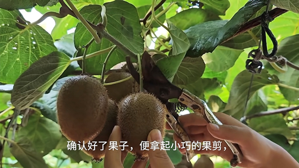 图为关中猕猴桃宣传视频截图_副本.png
